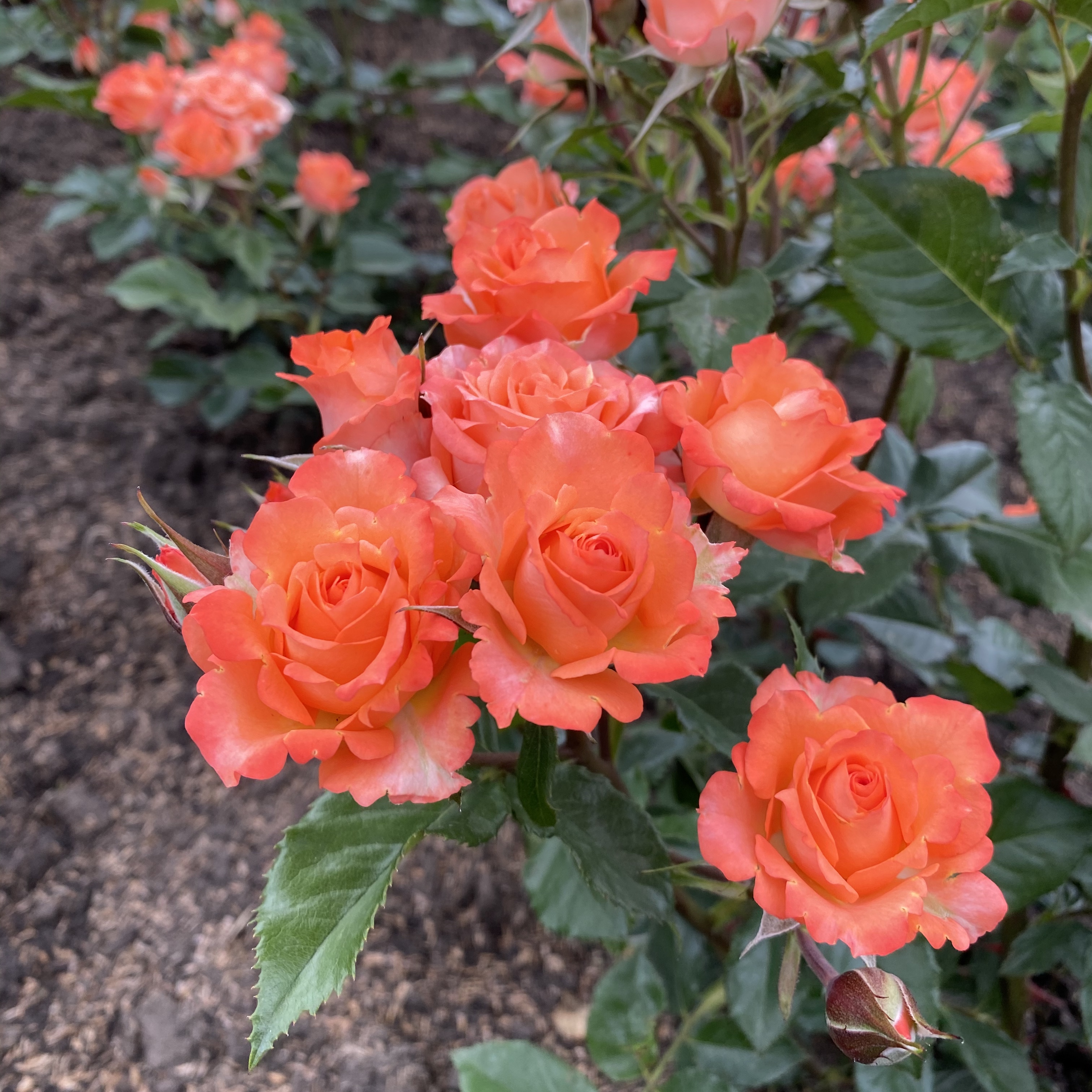 Роза Алегрия в горшке Роза Алегрия в горшке - Dolina-Sad.Ru