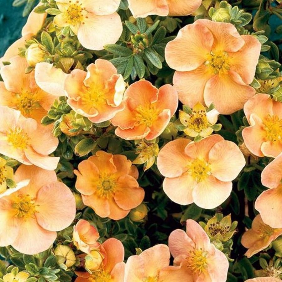 Лапчатка Дэйдон, С3 Лапчатка Дэйдон, С3 - Dolina-Sad.Ru