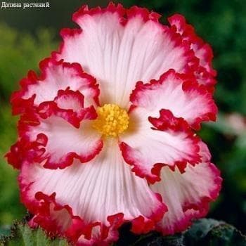 Бегония Маргината вайт/ред Бегония Маргината вайт/ред фото