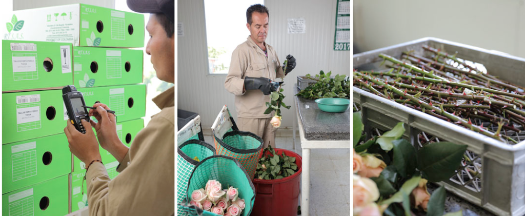 Розы Тантау