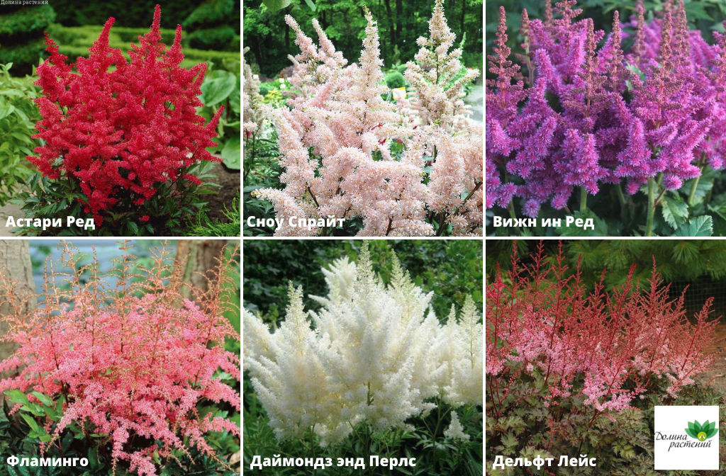 Купить саженцы астильбы с доставкой почтой по России