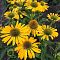 Эхинацея Желтая Страсть Эхинацея Желтая Страсть фото