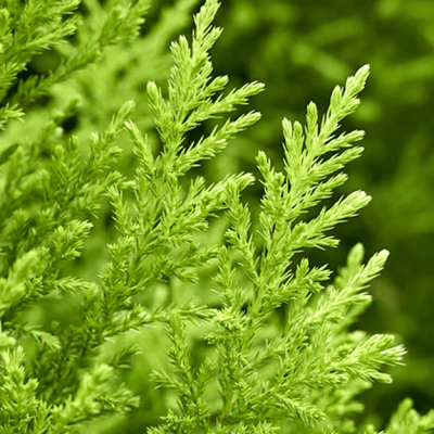 Купрессоципарис Лейланда Роббинс Голд Купрессоципарис Лейланда Роббинс Голд фото