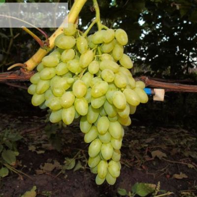 Виноград Столетие - Dolina-Sad.Ru