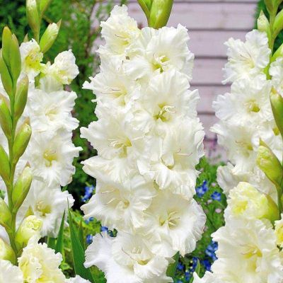 Гладиолус Октопус Гладиолус Октопус - Dolina-Sad.Ru