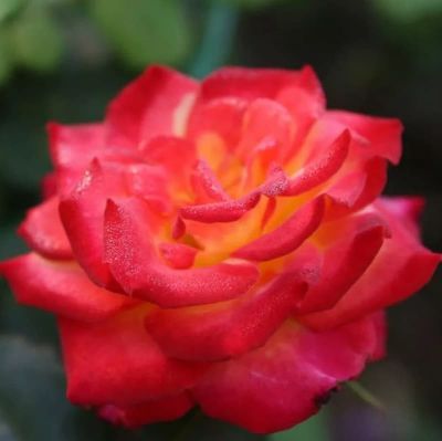 Роза Гискурс Роза Гискурс фото