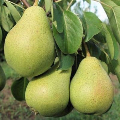 Груша Северянка Груша Северянка - Dolina-Sad.Ru