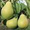 Груша Северянка Груша Северянка - Dolina-Sad.Ru