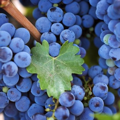 Виноград Аттика - Dolina-Sad.Ru