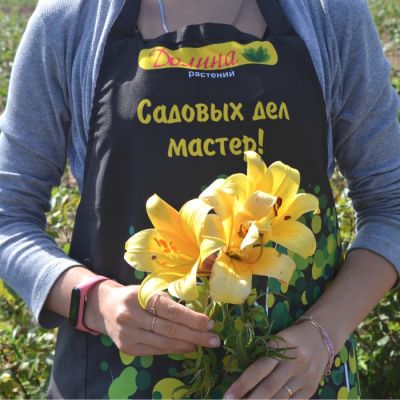 Лилия Голден Сплендор Лилия Голден Сплендор фото