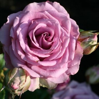 Роза Кул Вотэ Роза Кул Вотэ - Dolina-Sad.Ru