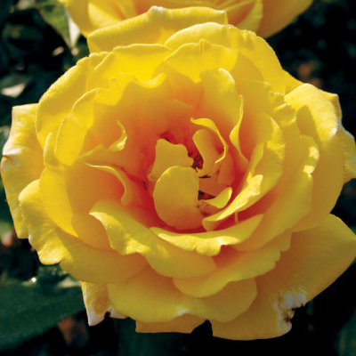 Роза Голден Шауэрс Роза Голден Шауэрс фото