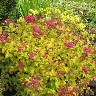 Спирея японская Голден Джек - Dolina-Sad.Ru