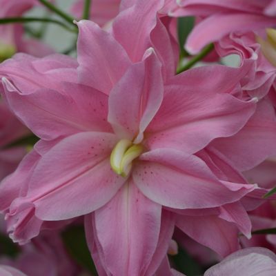 Лилия Лотус Джой Лилия Лотус Джой - Dolina-Sad.Ru