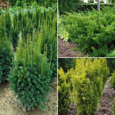 Комплект тисов Коллекционный Комплект тисов Коллекционный - Dolina-Sad.Ru