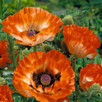 Мак восточный Пинакл - Dolina-Sad.Ru