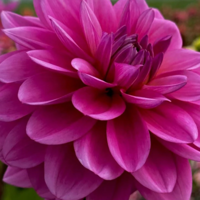 Георгина Будилл Георгина Будилл - Dolina-Sad.Ru