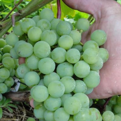 Виноград Супага Виноград Супага фото
