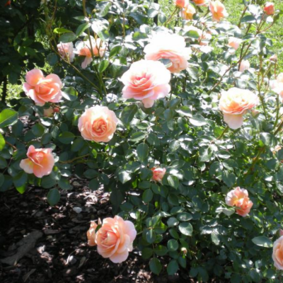 Роза Сангерхаузер Юбиляум Роза Сангерхаузер Юбиляум фото