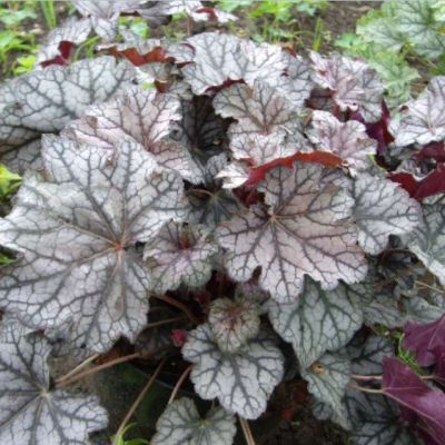 Гейхера Каскад Даун Гейхера Каскад Даун - Dolina-Sad.Ru