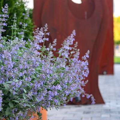 Котовник фассена Кит Кат - Dolina-Sad.Ru