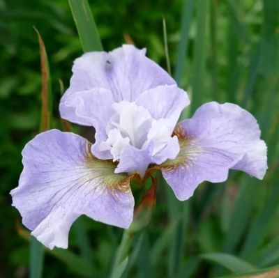 Ирис Балерина Данс Ирис Балерина Данс фото