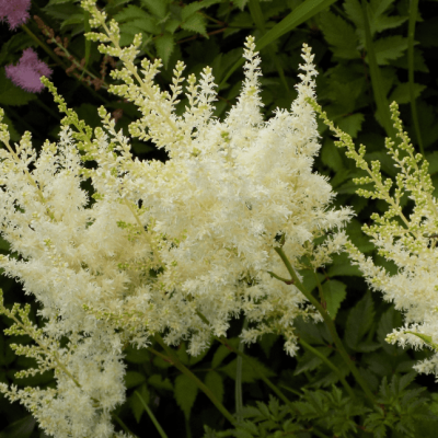 Астильба японская Дойчланд Астильба японская Дойчланд фото