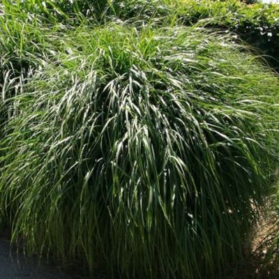 Мискантус Якушима Дворф Мискантус Якушима Дворф фото