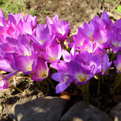 Безвременник Великолепный Безвременник Великолепный фото
