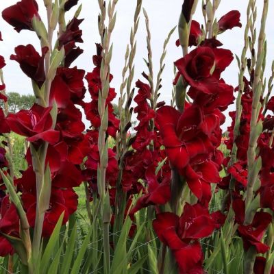 Гладиолус Фэт Бой Гладиолус Фэт Бой - Dolina-Sad.Ru