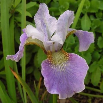 Ирис Балерина Данс Ирис Балерина Данс фото