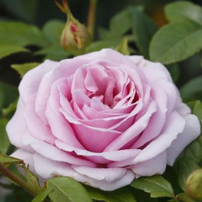 Роза Пасифик Блю - Dolina-Sad.Ru