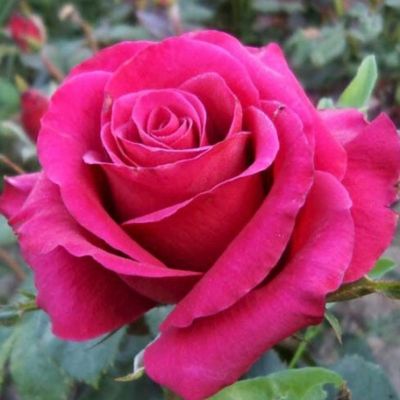 Роза Тенге Венге - Dolina-Sad.Ru