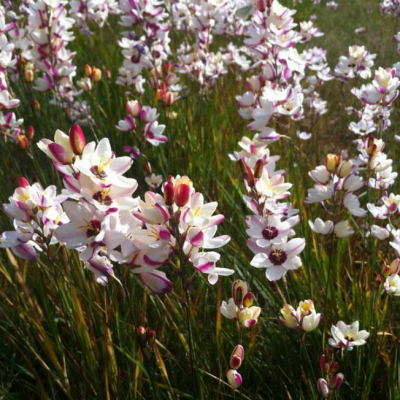 Иксия Спотлайт Иксия Спотлайт фото