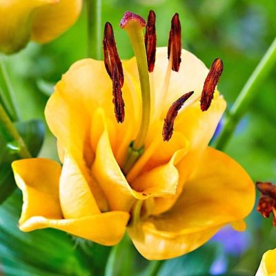 Лилия Эприкот Фадж Лилия Эприкот Фадж фото