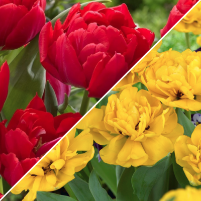 Набор из 25 тюльпанов махровых Набор из 25 тюльпанов махровых фото