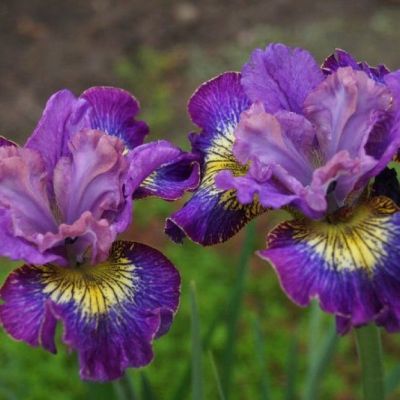 Ирис Хау Одейшс Ирис Хау Одейшс - Dolina-Sad.Ru