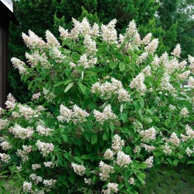 Гортензия метельчатая Киушу, С3 - Dolina-Sad.Ru