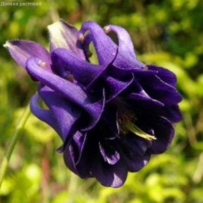 Аквилегия Тауер темно-синяя Аквилегия Тауер темно-синяя фото