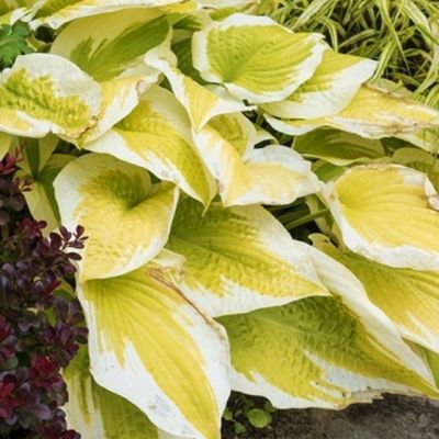 Хоста Спринг Монинг , C2 Хоста Спринг Монинг , C2 фото