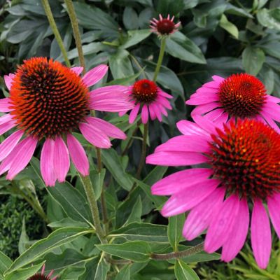 Эхинацея Берд Роуз Эхинацея Берд Роуз - Dolina-Sad.Ru
