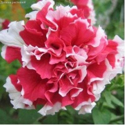 Петуния Дуо красно-белый F1 махровый гранул. фото