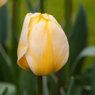 Тюльпан Яп Гроот Тюльпан Яп Гроот фото