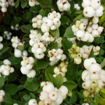 Снежноягодник Мэйджикал Галакси - Dolina-Sad.Ru