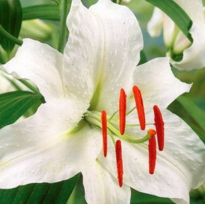 Лилия Премиум Блонд Лилия Премиум Блонд фото