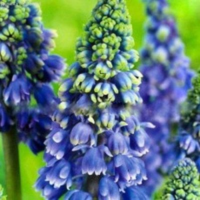 Мускари Артист Мускари Артист фото