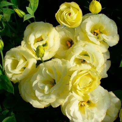 Эустома Золотая вуаль F1, гранул. пробирка Эустома Золотая вуаль F1, гранул. пробирка - Dolina-Sad.Ru