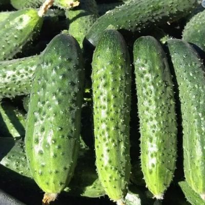 Огурец Кураж F1 автор. Огурец Кураж F1 автор. - Dolina-Sad.Ru