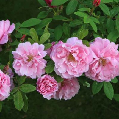 Роза Тереза Багнет Роза Тереза Багнет - Dolina-Sad.Ru