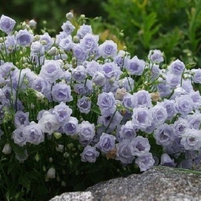 Колокольчик Элизабет Оливер , С1,5 Колокольчик Элизабет Оливер , С1,5 фото